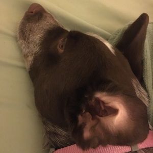 Meet your Posher, Tiffany